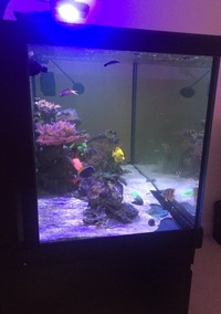 COMPLETE SET UP - RED SEA 550 - LED LIGHTS - SUNP - WAVE NAKE R