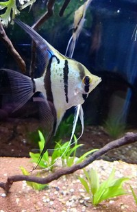 Rio nanay angel fish F1