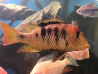 F1 Geophagus pellegrini