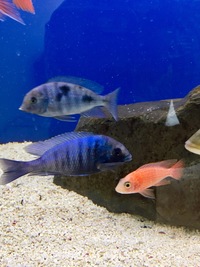 Male Malawi cichlid SOLD