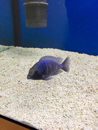 Male Malawi cichlid SOLD