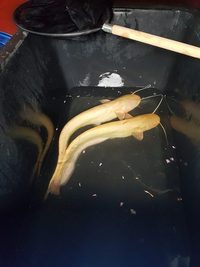 Wels Albino Catfish 45 cm ( 18 inches)