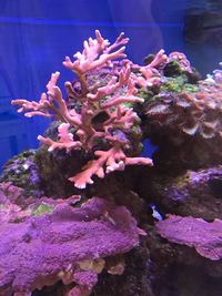 Coral Frag and Colonies for Sale