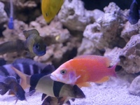 MALAWI CICHLIDS IN JEWEL TRIGON 350 FULL SET UP