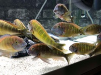 F1 Tropheus Malasa ( yellow rainbow )