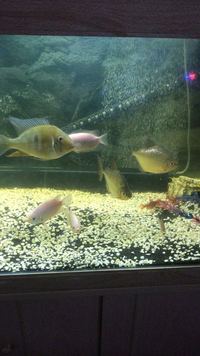 3 x kissing gouramis £30 for all 3