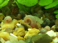 Blue & Pink Pearl Ramshorn snail