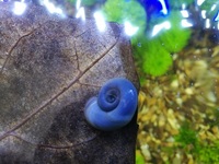 Blue & Pink Pearl Ramshorn snail
