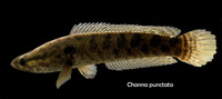 Channa Punctata (Spotted snakehead) for sale in Sheffield