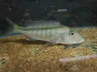 Buccochromis Lepturus Green 18cm