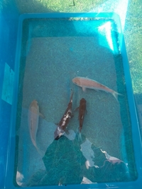 Japanese Koi carp for sale