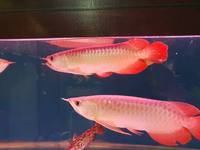 SUPER RED ASIAN AROWANA SHIPMENT IN STOCK