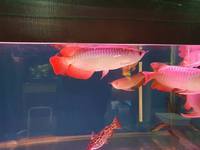 SUPER RED ASIAN AROWANA SHIPMENT IN STOCK