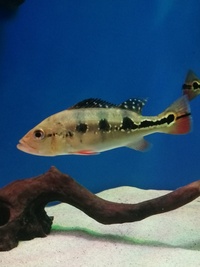 3 PEACOCK BASS (NOW SOLD)