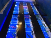 Fish tank racking including 21 tanks lighting flitration