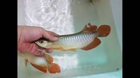 PLANET AROWANA