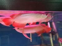 PLANET AROWANA