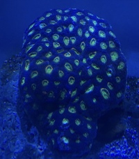 CORALS FOR SALE