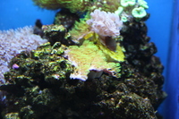 Green Star Polyp frags (GSP) £5-£20