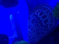 Pearl male stingray £200