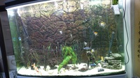 STUNNING DEEP AQUARIUM