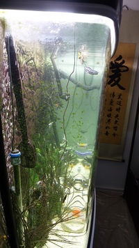STUNNING DEEP AQUARIUM