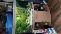 450 litre, corner cichlid aquarium full set up inc fish £250 ono
