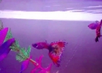 FREE 2X MALE GUPPIES REHOME URGENT GUPPY