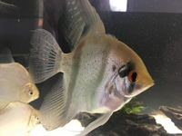 manacapuru angelfish