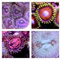 Ultra Rare Zoas & Palys