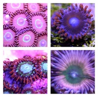 Ultra Rare Zoas & Palys