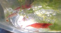 High Grade Red Cherry Shrimp ~ Tank Bred, Hardy bloodline