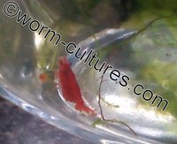 High Grade Red Cherry Shrimp ~ Tank Bred, Hardy bloodline