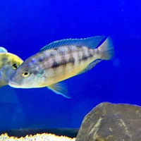 Male Malawi cichlid £50 SOLD