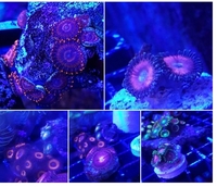 Zoas