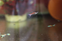 Home bred Scarlet Endlers Lifebearers and mixed colour
