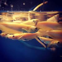 ALBINO SILVER AROWANA