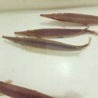RED ERYSTIC FLORIDA GARFISH THIS WEEKEND LASTR CHANCE TO ORDER