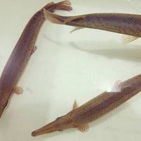 RED ERYSTIC FLORIDA GARFISH THIS WEEKEND LASTR CHANCE TO ORDER