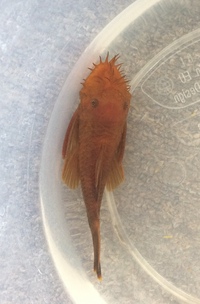 Stunning Mature Super Red Bristlenose Male Ready Now