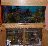 LAST CHANCE Quick Sale Marine Tank Setup : Dorset