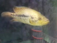 gold morph male jaguar cichlid