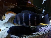 Frontosa