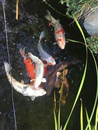 Koi fish