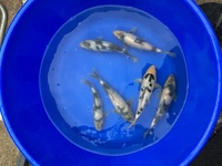 Quality Koi 10cm+