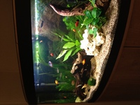For Sale Fluval Bow Fronted Vicenza 180 FishTank