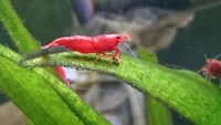 Red Cherry Shrimp Sakura S Grade Postage Available