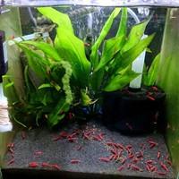 Red Cherry Shrimp Sakura S Grade Postage Available