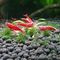 Red Cherry Shrimp Sakura S Grade Postage Available