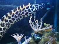 Moray eel,(leopard) and tank break down